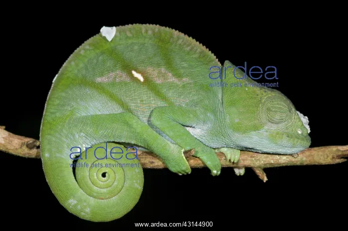 : Parson's Chameleon