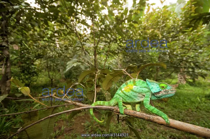 : Parson's Chameleon : Parson's Chameleon