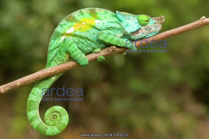 : Parson's Chameleon : Parson's Chameleon