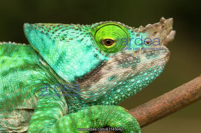 : Parson's Chameleon : Parson's Chameleon