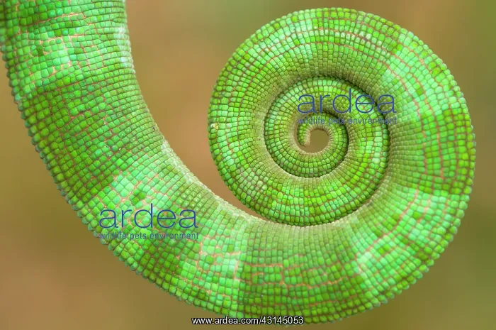  : Parson's Chameleon