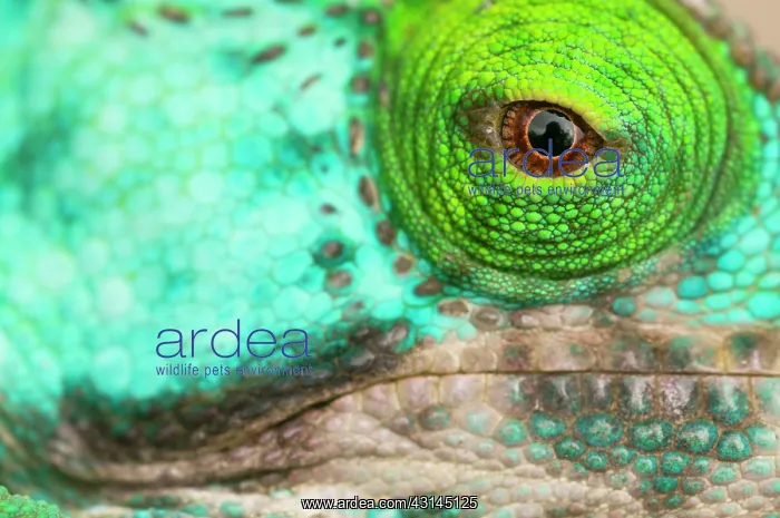 : Parson's Chameleon : Parson's Chameleon