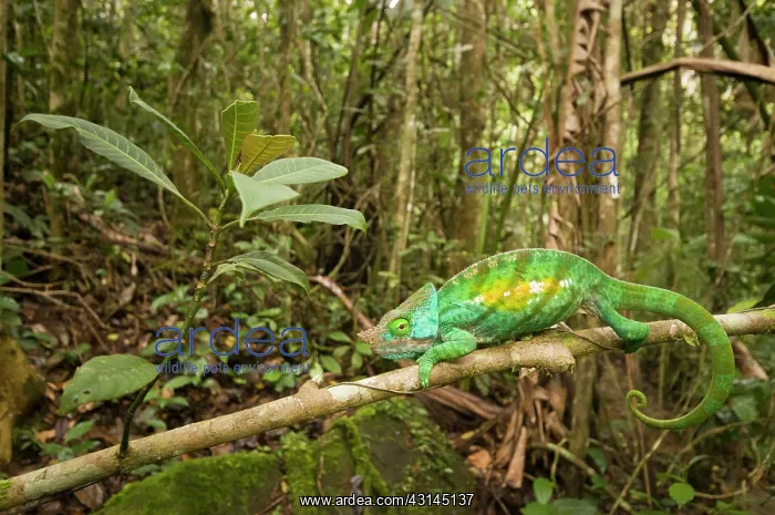 : Parson's Chameleon : Parson's Chameleon