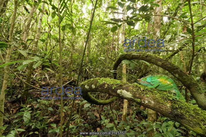: Parson's Chameleon : Parson's Chameleon