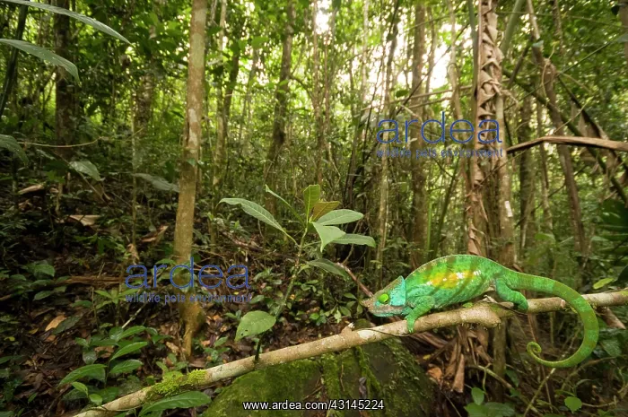 : Parson's Chameleon : Parson's Chameleon