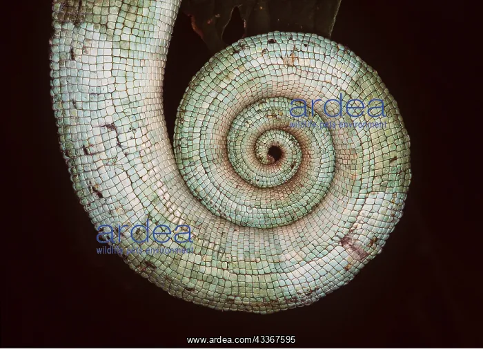 : Parson's CHAMELEON - C / U CURLED TAIL : Parson's CHAMELEON - C / U CURLED TAIL