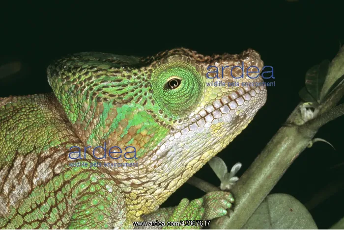 : Parson's CHAMELEON -C / U HEAD : Parson's CHAMELEON -C / U HEAD
