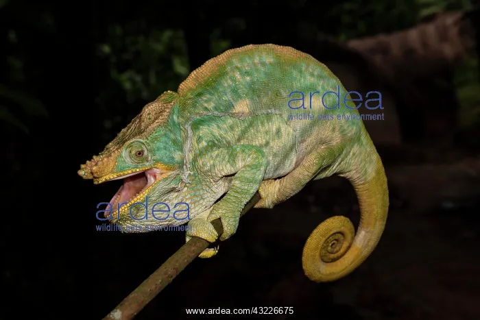 : Parson's chameleon (Calumma parsonii), Andasibe : Parson's chameleon (Calumma parsonii), Andasibe