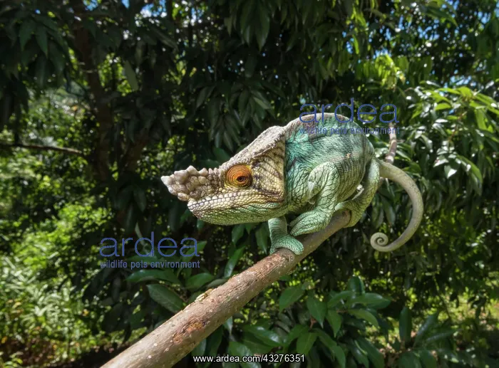 : Parson's chameleon (Calumma parsonii), on branch : Parson's chameleon (Calumma parsonii), on branch