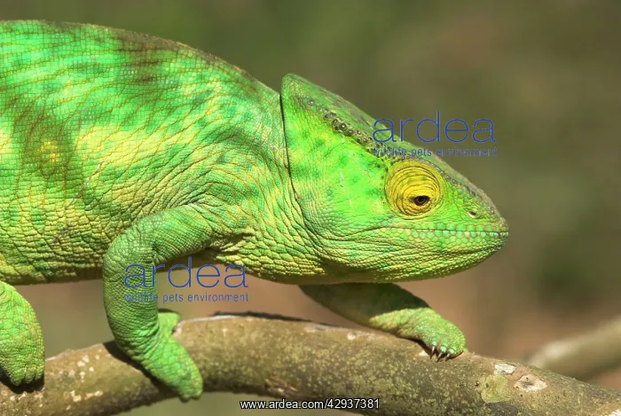 : Parson's Chameleon, close up on branch : Parson's Chameleon, close up on branch