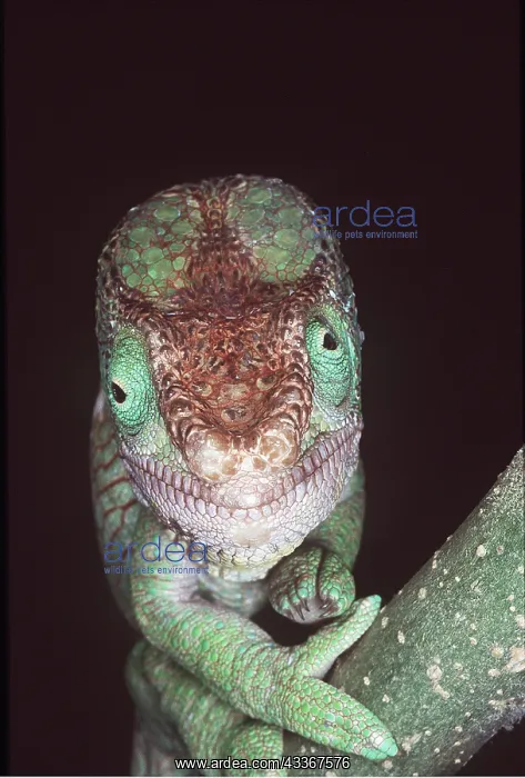 : Parson's CHAMELEON - close-up head facing : Parson's CHAMELEON - close-up head facing