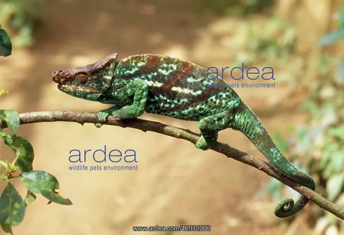 : Parson's Chameleon - male : Parson's Chameleon - male