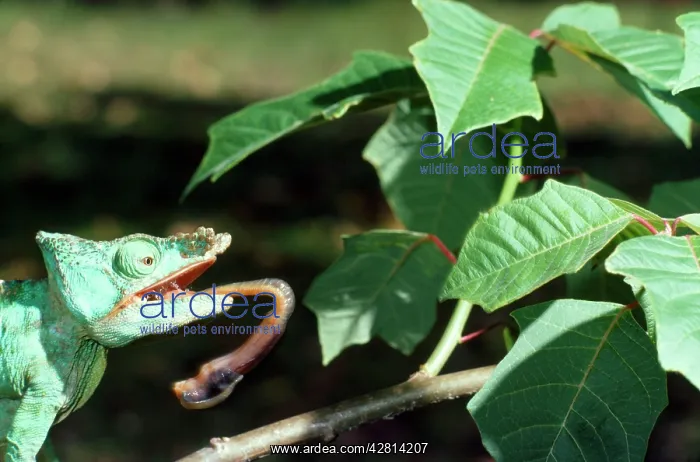 : Parson's Chameleon - tongue extruding from mouth : Parson's Chameleon - tongue extruding from mouth
