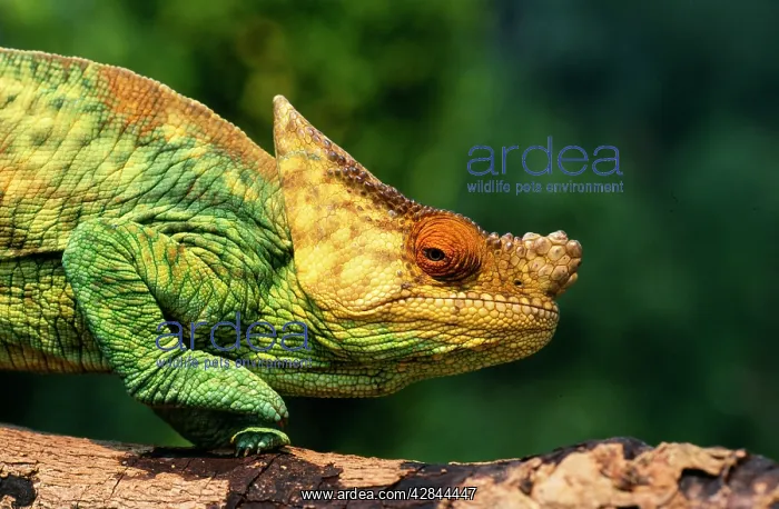 : Parson's CHAMELEON - walking across log : Parson's CHAMELEON - walking across log