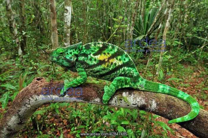 : Parson's Chameleons - male : Parson's Chameleons - male