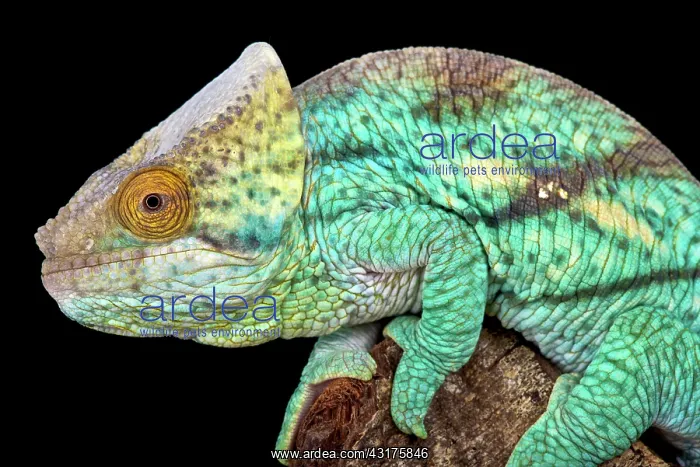 : Parson's giant chameleon (Calumma parsonii), Madagascar : Parson's giant chameleon (Calumma parsonii), Madagascar