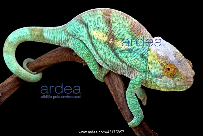 : Parson's giant chameleon (Calumma parsonii), Madagascar : Parson's giant chameleon (Calumma parsonii), Madagascar