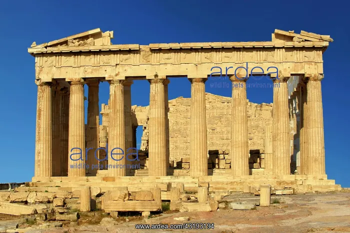 : The Parthenon Temple, Acropolis, Athens, Greece : The Parthenon Temple, Acropolis, Athens, Greece