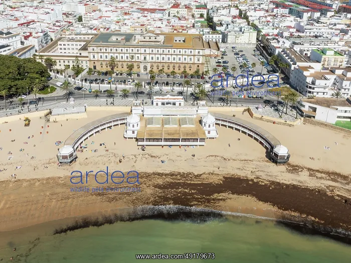 : Partial view of the old quarter of the town of Cádiz : Partial view of the old quarter of the town of Cádiz