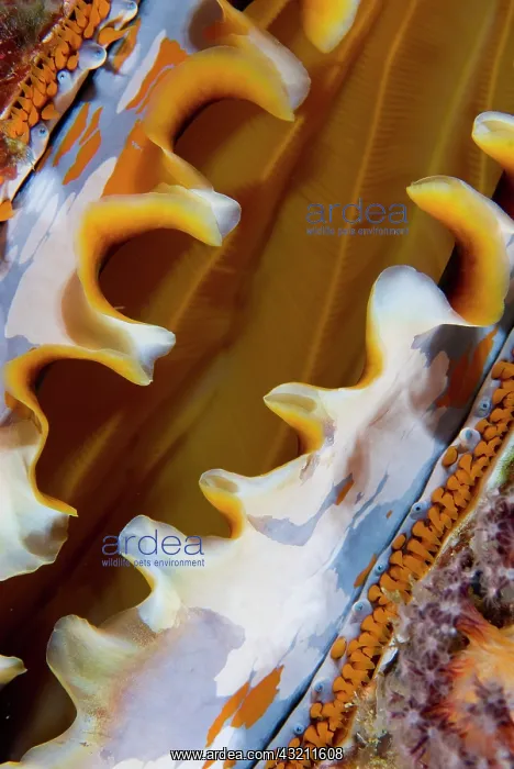 : Partially open oyster shell, Raja Ampat : Partially open oyster shell, Raja Ampat