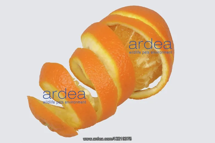 : Partially peeled orange : Partially peeled orange