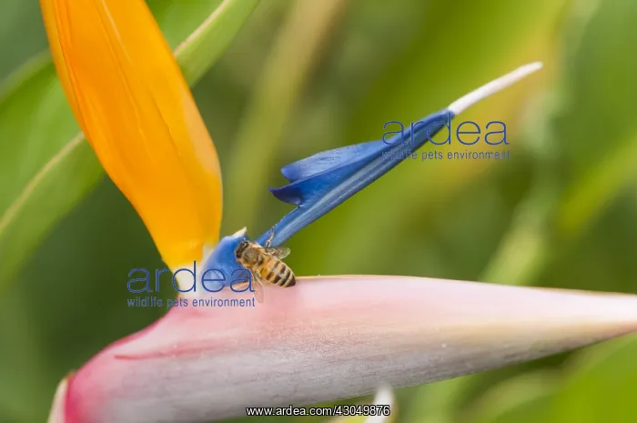 : Particular of inflorescence of crane flower or bird of : Particular of inflorescence of crane flower or bird of