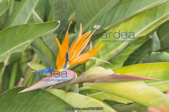 : Particular of inflorescence of crane flower or bird of : Particular of inflorescence of crane flower or bird of