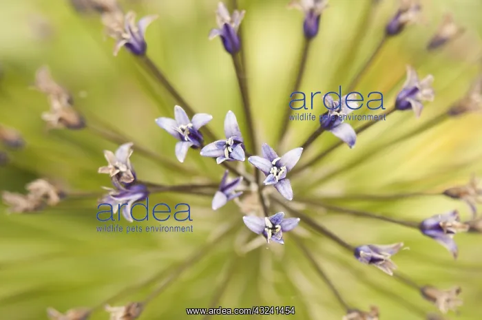 : Particular of inflorescence of Scilla hughii or Oncostem : Particular of inflorescence of Scilla hughii or Oncostem