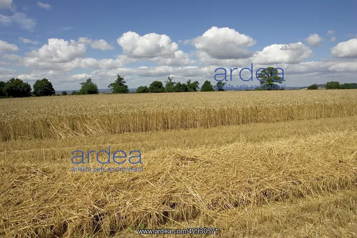 : Partly harvested wheat field, Chipping Campden, Cotswolds : Partly harvested wheat field, Chipping Campden, Cotswolds