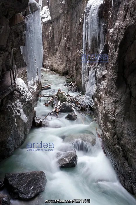 : Partnach Gorge with icicles in winter, Garmisch-Partenkirche : Partnach Gorge with icicles in winter, Garmisch-Partenkirche