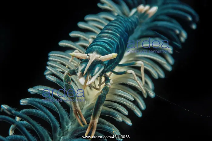  : Partner shrimp (Periclimenes amboinensis), Bali