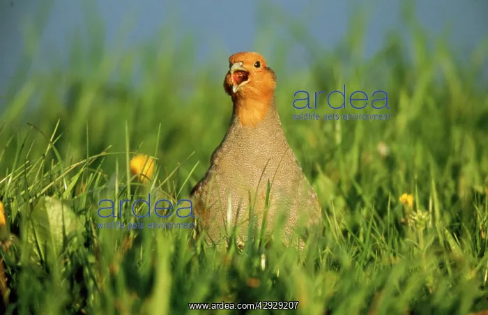 : PARTRIDGE - Calling to female in meadow : PARTRIDGE - Calling to female in meadow
