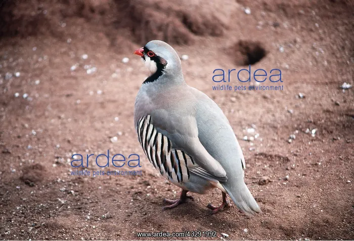 : PARTRIDGE - chukar : PARTRIDGE - chukar