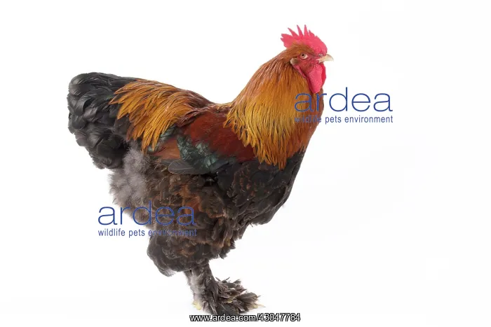  : Partridge Cochin Chicken Cockerel  /  Rooster