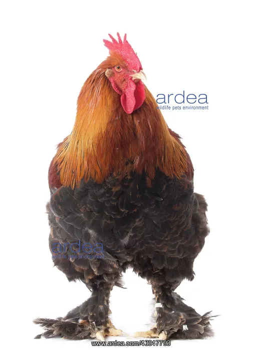  : Partridge Cochin Chicken Cockerel  /  Rooster