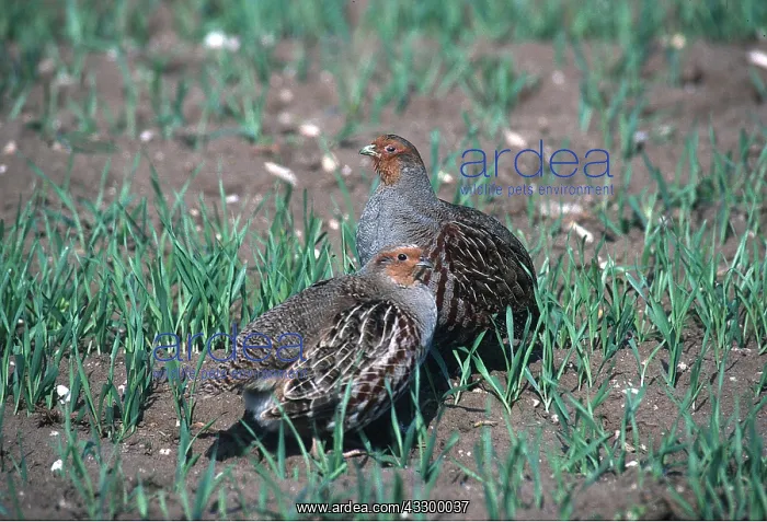 : PARTRIDGE - pair in grass : PARTRIDGE - pair in grass