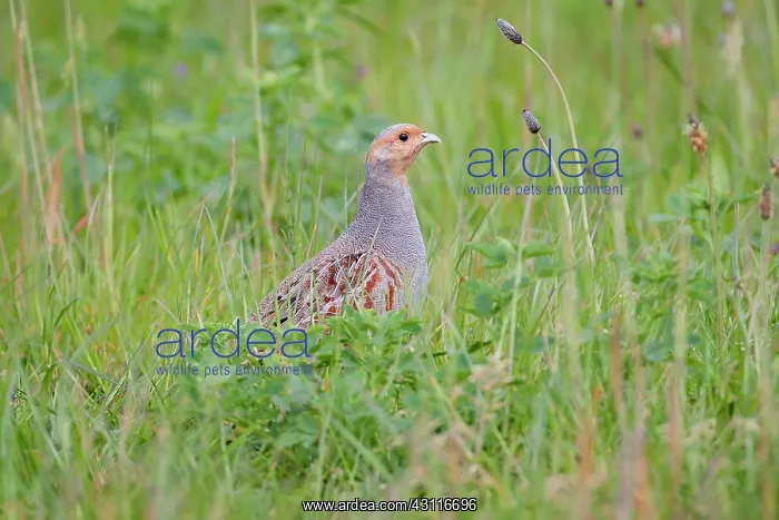 : Partridge (Perdix perdix) male in grass : Partridge (Perdix perdix) male in grass