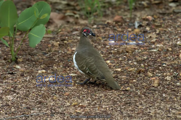 : Partridge Pigeon : Partridge Pigeon