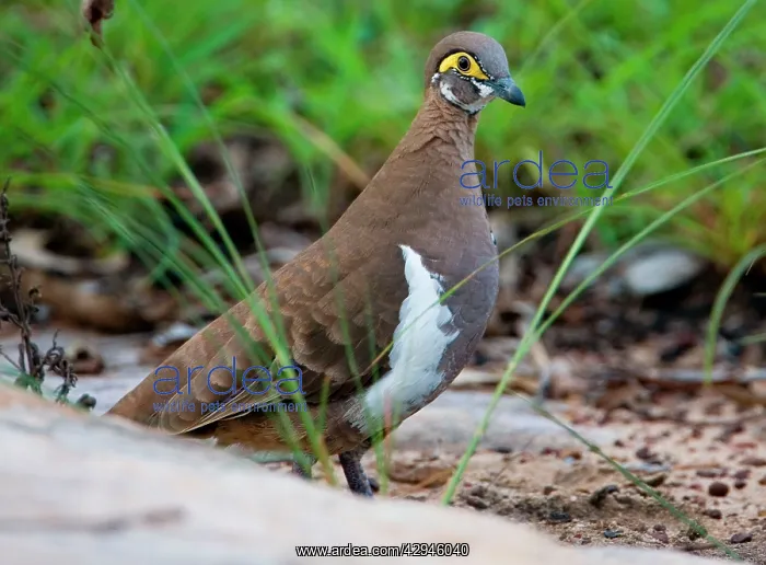  : Partridge Pigeon