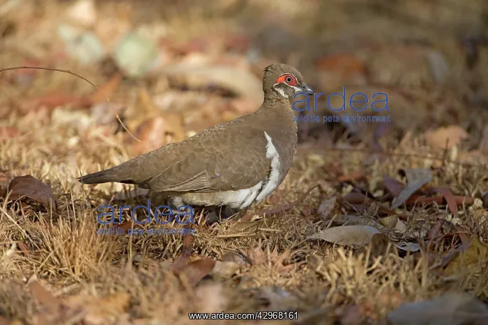 : Partridge Pigeon : Partridge Pigeon