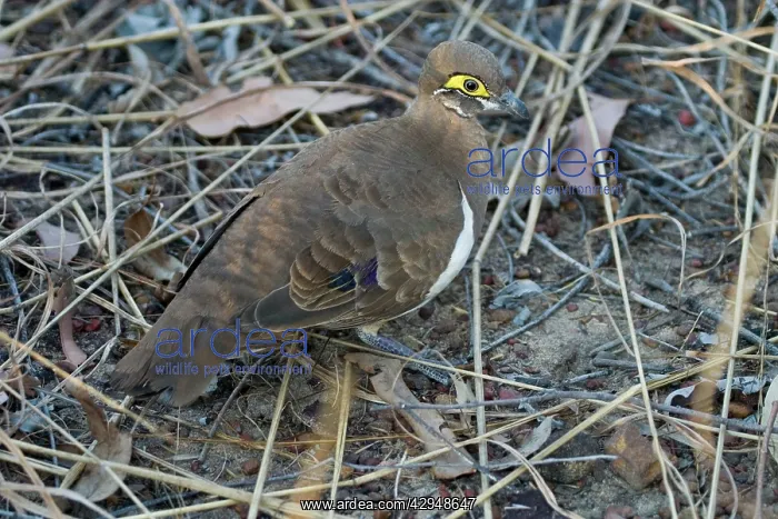 : Partridge Pigeon - Kimberley subspecies : Partridge Pigeon - Kimberley subspecies