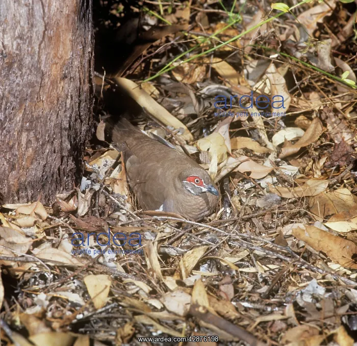 : Partridge Pigeon - sitting on nest on groundSS : Partridge Pigeon - sitting on nest on groundSS