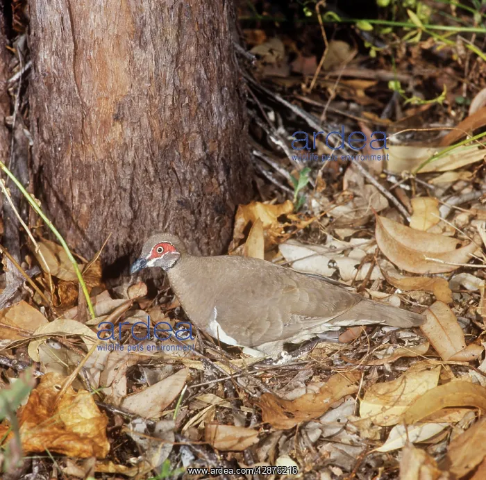 : Partridge Pigeon - stood over nest, egg visibleS : Partridge Pigeon - stood over nest, egg visibleS