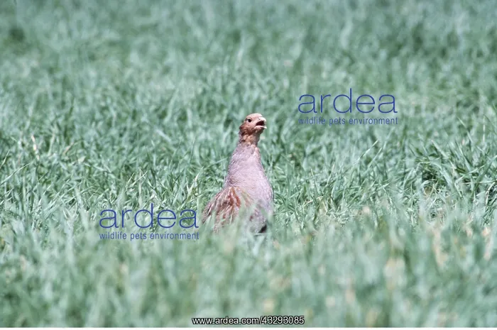 : PARTRIDGE - Singing : PARTRIDGE - Singing