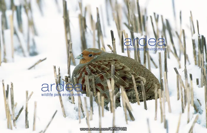 : PARTRIDGE - in snow : PARTRIDGE - in snow