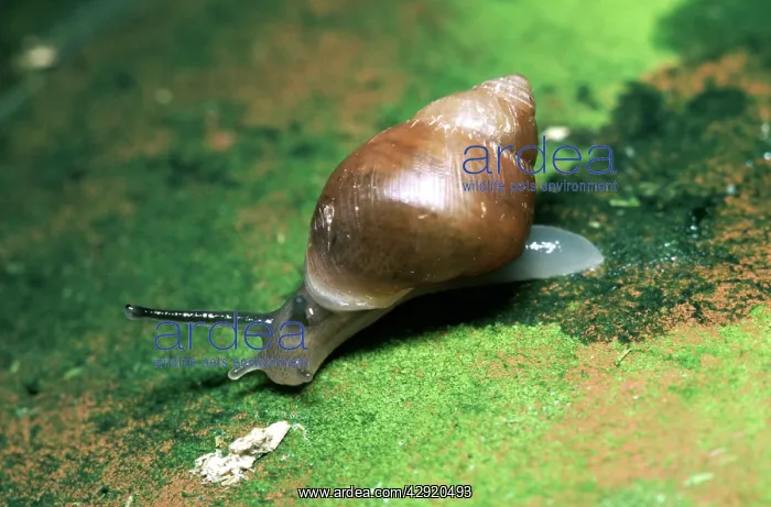  : Partula  /  Polynesian SNAIL