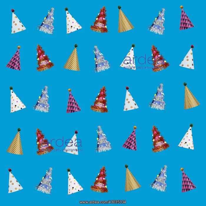 : Party Hats : Party Hats