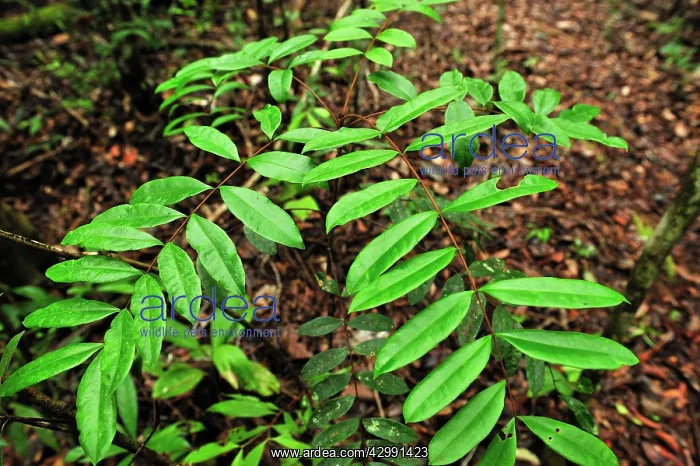 : Pasak Bumi - medicinal malaria plant : Pasak Bumi - medicinal malaria plant