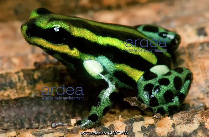 : Pasco Poison Frog : Pasco Poison Frog