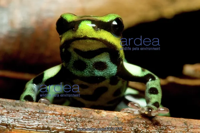 : Pasco Poison Frog : Pasco Poison Frog